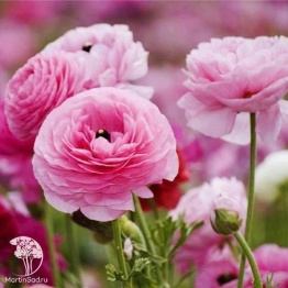 Фото Лютик (Ранункулюс) Цветущая долина розовая F1, серия Эксклюзив Саката