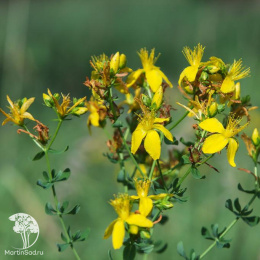 Зверобой продырявленный Солнечный