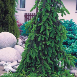 Пихта новогодняя Нордмана Пендула 60-80 см