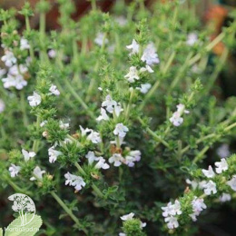 Чабер Горный - семена