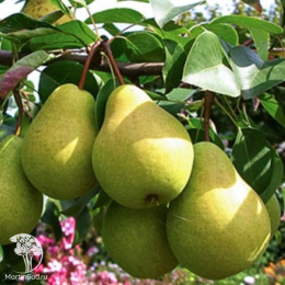 Груша гибрид Память Жигалова + Чижовская