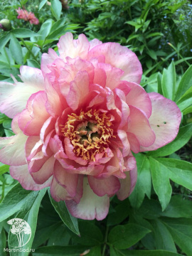 Фото Пион Берри Берри Файн