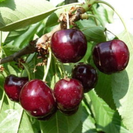 Черешня Стаккато