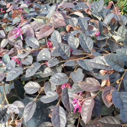 Лоропеталум китайский Руж де ла Майор