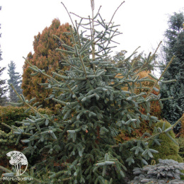 Пихта новогодняя испанская Глаука 60-80 см