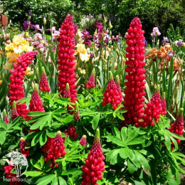 Люпин Красное пламя 