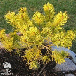 Сосна обыкновенная Аурея Низбет