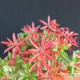 Пиерис японский Литл Ред