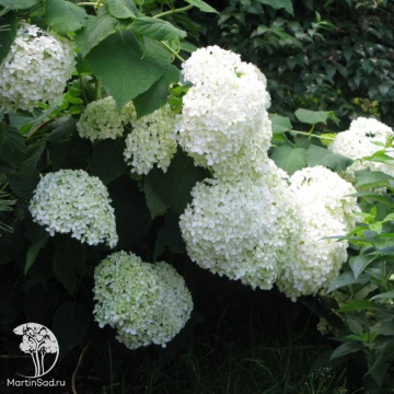 Фото Гортензия древовидная Инкредибл