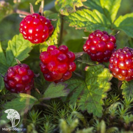 Княженика Пима