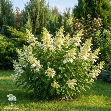 Фото Гортензия метельчатая Мэджикал Гималая