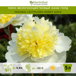 Пион молочноцветковый Хани Голд