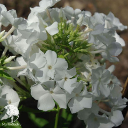 Флокс метельчатый Мерлинка