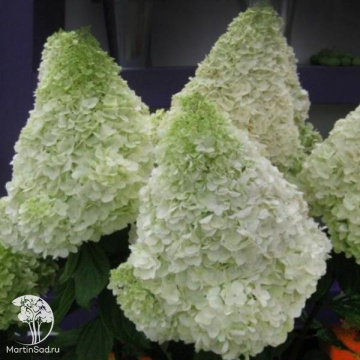 Фото Гортензия метельчатая Полярный медведь