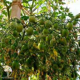 Томат Монпансье (2-ной пак.)