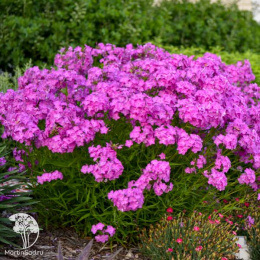 Флокс гибридный Опенинг Экт Ультрапинк