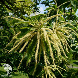 Каштан посевной (съедобный)