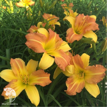 Фото Лилейник гибридный ЭвериДейлили Панч Йеллоу