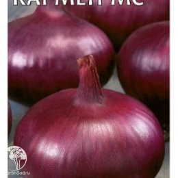 Лук репч. Кармен МС