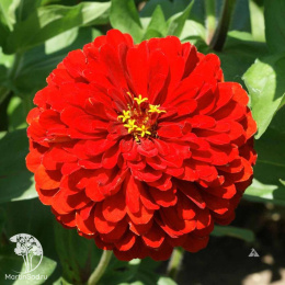 Цинния георгиновидная "Фэнтези" F1 Персидский Красный