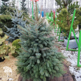 Ель голубая  Блю Даймонд