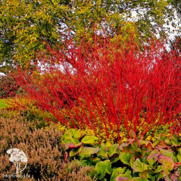 Дёрен кроваво-красный Эннис Винтер Бьюти