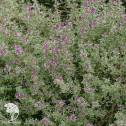 Набор для мяса тимьян Сильвер Куин + шалфей Карадонна Компакт