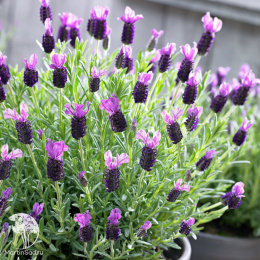 Лаванда стэхадская Джавелин Пурпл
