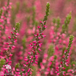 Вереск обыкновенный Мартина