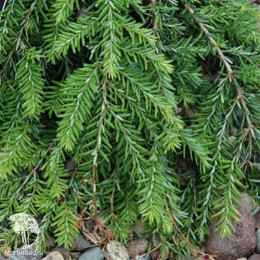 Тсуга канадская Ашфиелд Випер