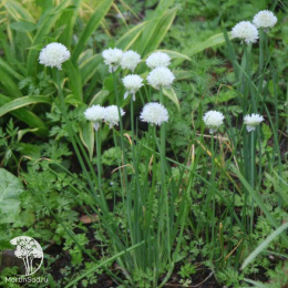 Лук шнитт Вайт Уан