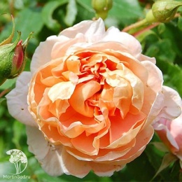 Роза чайно-гибридная Колет