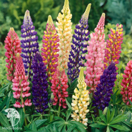 Люпин Низкорослый, смесь окрасок