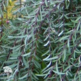 Ива пурпурная Пендула