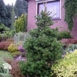 Ель обыкновенная Ломбартсии