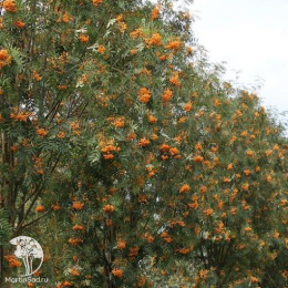 Рябина арнольда Шоутен