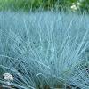 Овсяница сизая Интенс Блю фото 2 