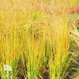 Молиния Еллоу Пайп