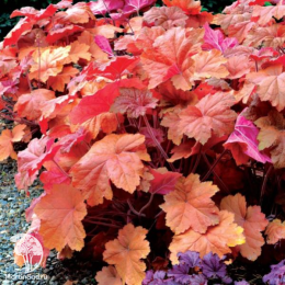 Сверхвыгодный микс! Гейхера Фисташ + Гейхера Саузен Комфорт + Гейхера Мега Карамель