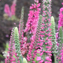 Вероника Пинк Гоблин