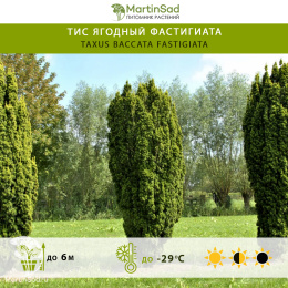Тис ягодный Фастигиата