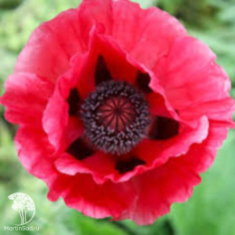 Мак восточный Марлин