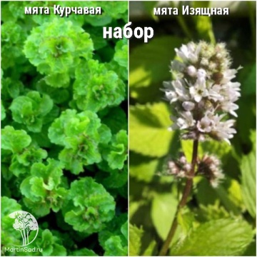Фото Набор для чая мята Курчавая + Изящная