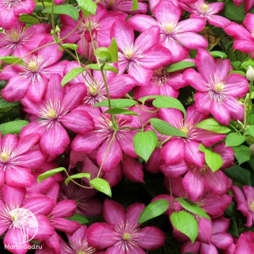 Фото Клематис Вилль де Лион