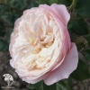 Роза английская Констанция фото 4 