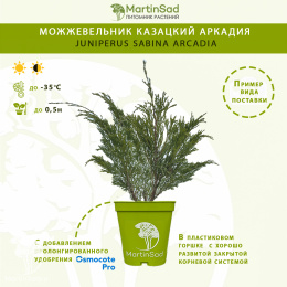 Можжевельник казацкий Аркадия