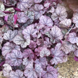 Гейхера Аметист Мист