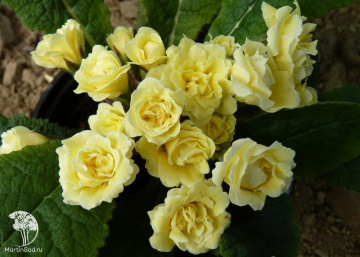 Фото Примула Бонёр