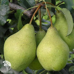 Груша гибрид Просто Мария + Памяти Яковлева