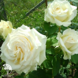 Роза чайно-гибридная Тенека